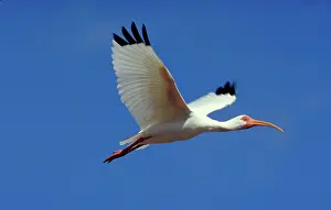 Ibis: White ibis