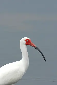 Eudocimus: White Ibis Adult