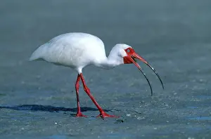 Eudocimus: White Ibis Eating Crab