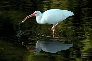 Ibises: White Ibis (Eudocimus albus)