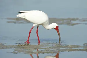 Eudocimus: White Ibis (Eudocimus albus) feeding