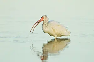 Curved: White Ibis (Eudocimus albus) feeding on