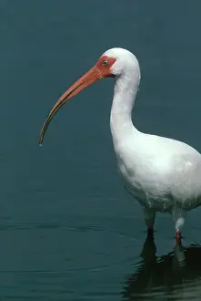 Eudocimus: White Ibis in the Everglades