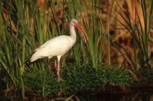 Eudocimus: White Ibis in the Everglades