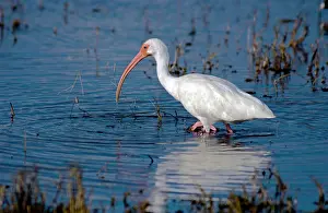 Lisa Svedberg: White Ibis - feeding in marsh