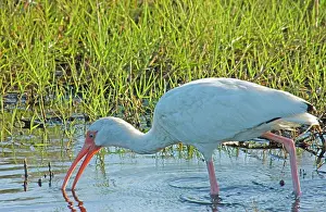 Lisa Svedberg: White Ibis - feeding in marsh