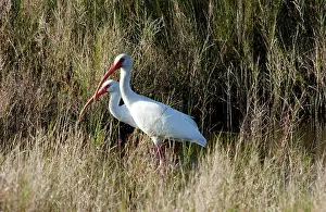 Lisa Svedberg: White Ibis - feeding in marsh