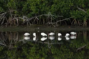 Ding: White Ibis - feeding in shelter of mangroves - Ding Darling