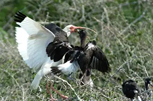 Ibises: White Ibis feeding young