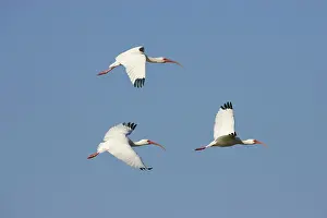 Eudocimus: White Ibis - in flight