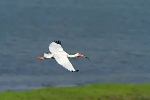 Ibises: White Ibis in flight