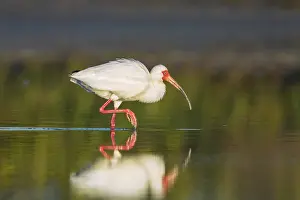 Albus: White Ibis foraging