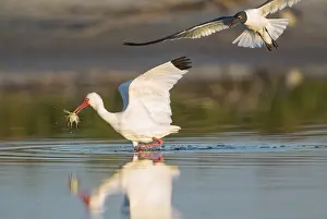 Albus: White Ibis foraging