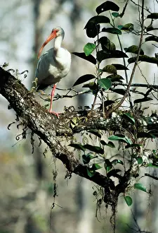 Glabra: White IBIS - standing on one leg
