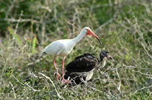 Ibises: White Ibis and young