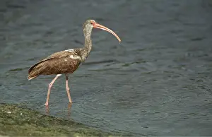 Geoff Trinder: WHITE IBIS - young, walking into water