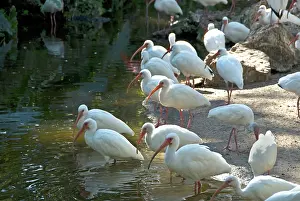 Ibises: White Ibises