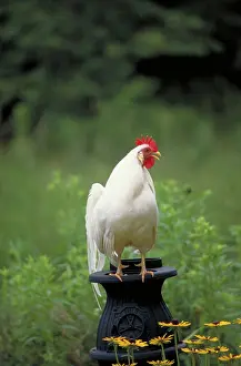 Bantam: White Japanese Bantam