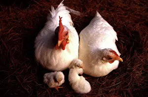 Bantam: White Japanese Bantam family