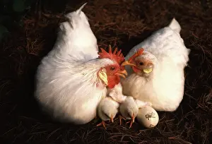Bantam: White Japanese Bantam Family