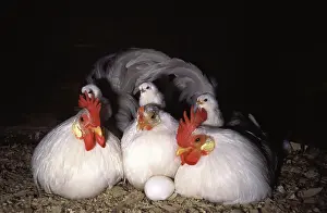Bantam: White Japanese Bantam Family and Egg