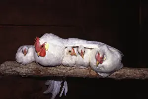 Bantam: White Japanese Bantam Family Perched