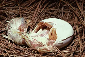Bantam: White Japanese Bantam Hatching from Egg