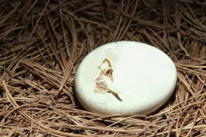 Bantam: White Japanese Bantam Hatching from Egg