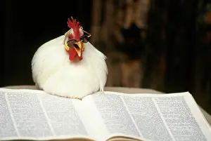 Bantam: White Japanese Bantam reading a book