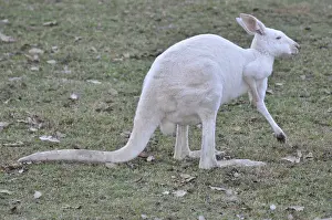 Leucistic: White Kangaroo - Leucistic, not albino
