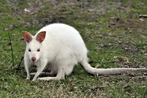 Leucistic: White Kangaroo - Leucistic, not albino
