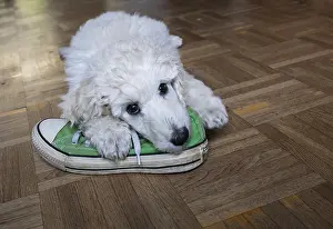 Plays: White king poodle, young animal plays with a sneaker