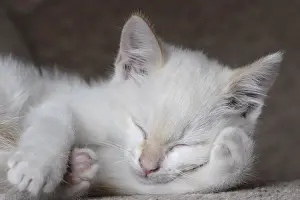 Dormant: White kitten asleep France