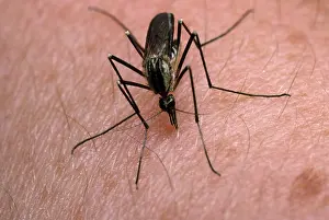 Knee: White-knee Mosquito - feeding on human arm