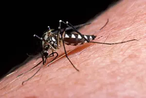Knee: White-knee Mosquito - feeding on human arm