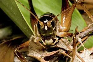Kneed: White-kneed king cricket