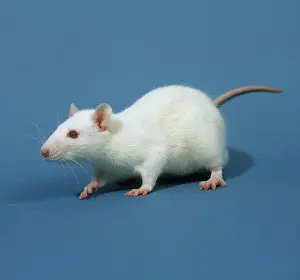 Norvegicus: White laboratory rat