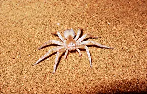 Arachnids: White Lady Spider