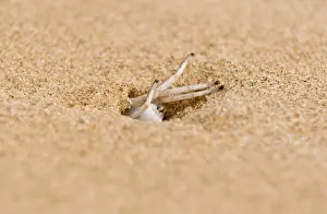 Excavating: White Lady Spider - Busy excavating its burrow