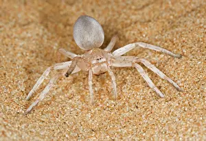 Carparachne: White Lady Spider - Portrait on dune sand with