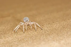Carparachne: White Lady Spider - Portrait on dune sand