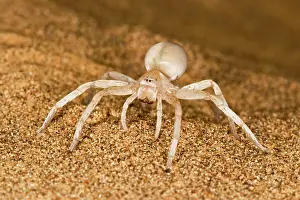 Carparachne: White Lady Spider - Portrait on dune sand