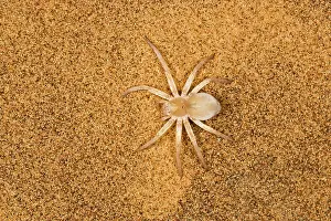 Carparachne: White Lady Spider - Portrait on dune sand - Seen from above