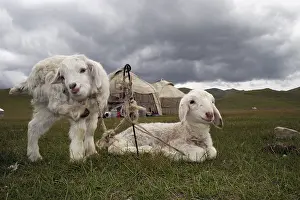 Piles: Two white lambs attached in front of a yurt Kyrgyzstan