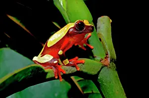 Treefrog: White-leaf frog (Dendropsophus leucophyllatus)