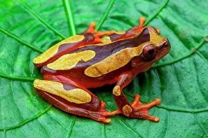 Roura: White-leaf frog (Hyla leucophyllata) on a leaf
