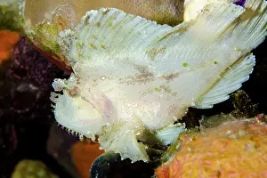 Appendage: White Leaf Scorpionfish Sebayor Kecil dive site