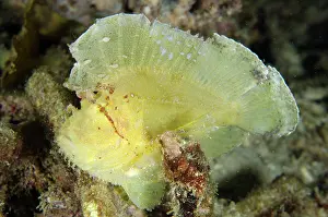 Painful: White Leaf Scorpionfish Wainilu dive site, Rinca