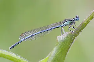 Pennipes: White Legged Damselfly