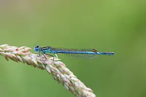 Pennipes: White Legged Damselfly